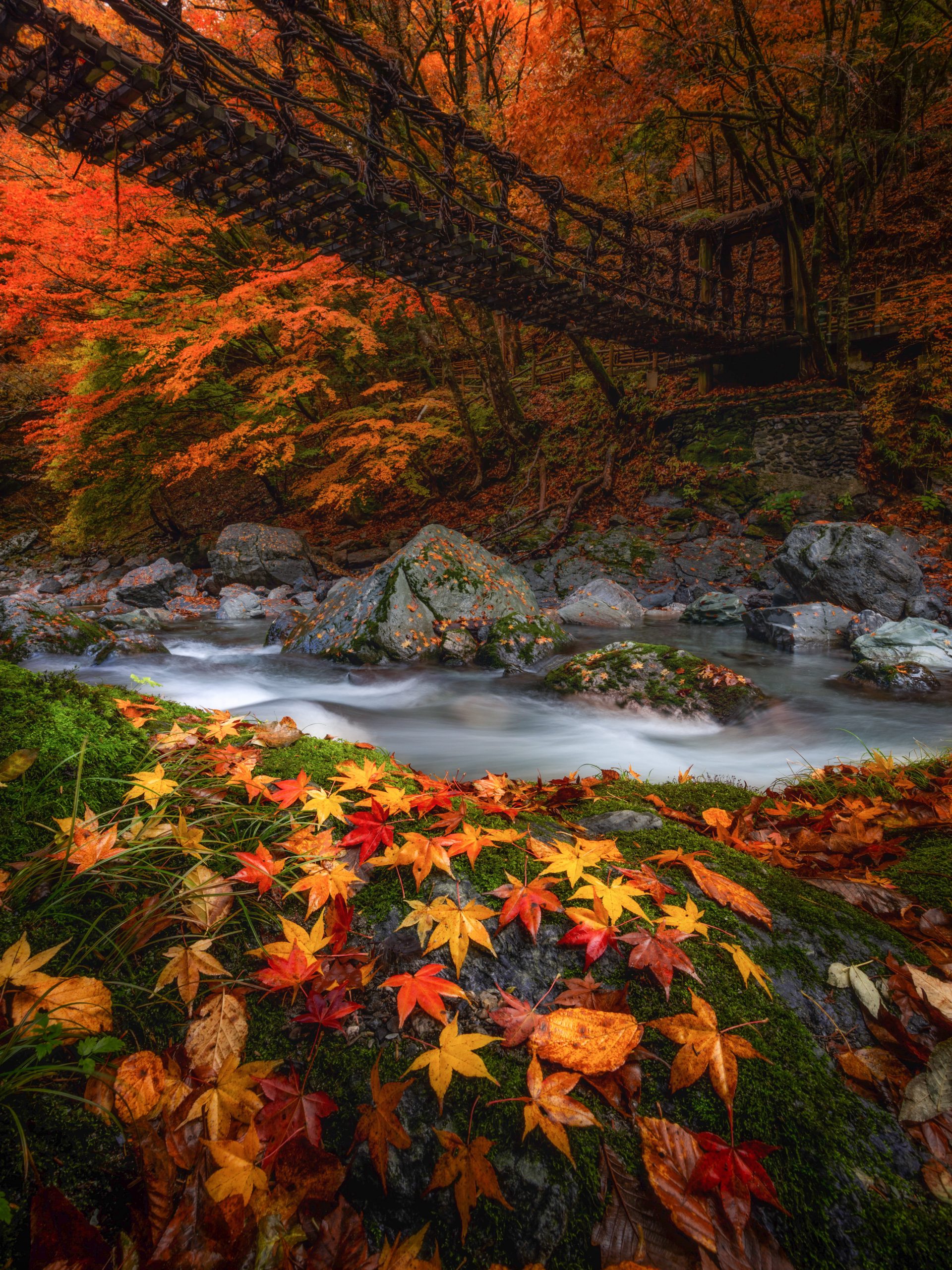 秘境 祖谷川の透き通る清流沿いに色づく紅葉の絶景スポットを巡る Part１ まるごと三好観光ポータルメディア